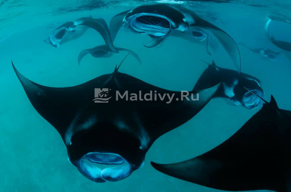 Хищные рыбы, медузы, скаты – опасно ли купаться на Мальдивах?