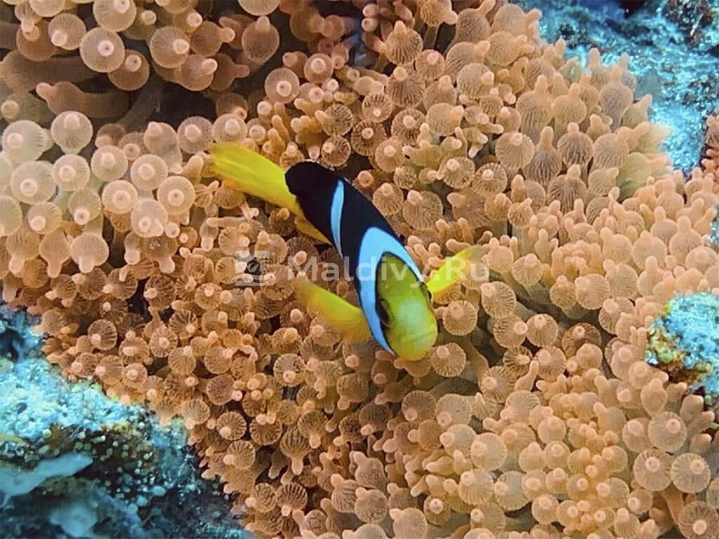 Дайвинг в OBLU XPERIENCE Ailafushi