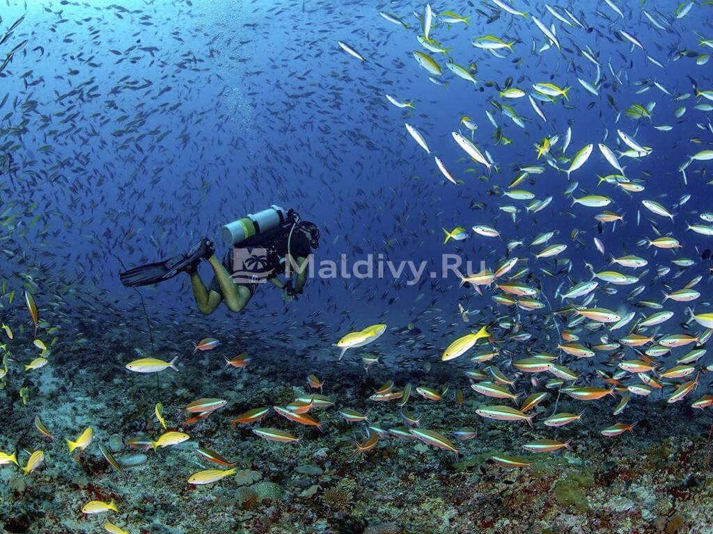 Дайвинг в Emerald Faarufushi Resort & Spa