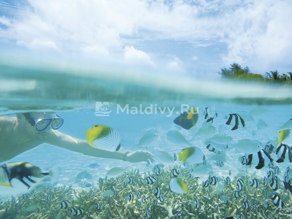 Снорклинг в LUX* South Ari Atoll