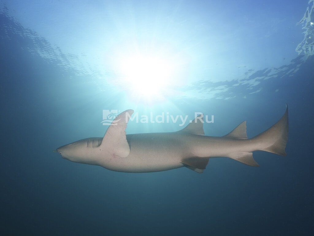 Снорклинг в Atmosphere Kanifushi Maldives