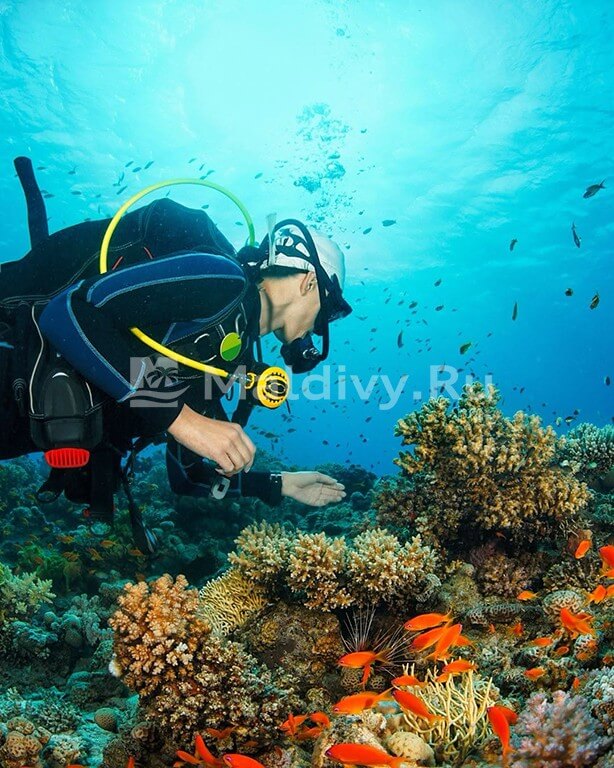 Дайвинг в DusitD2 Feydhoo Maldives