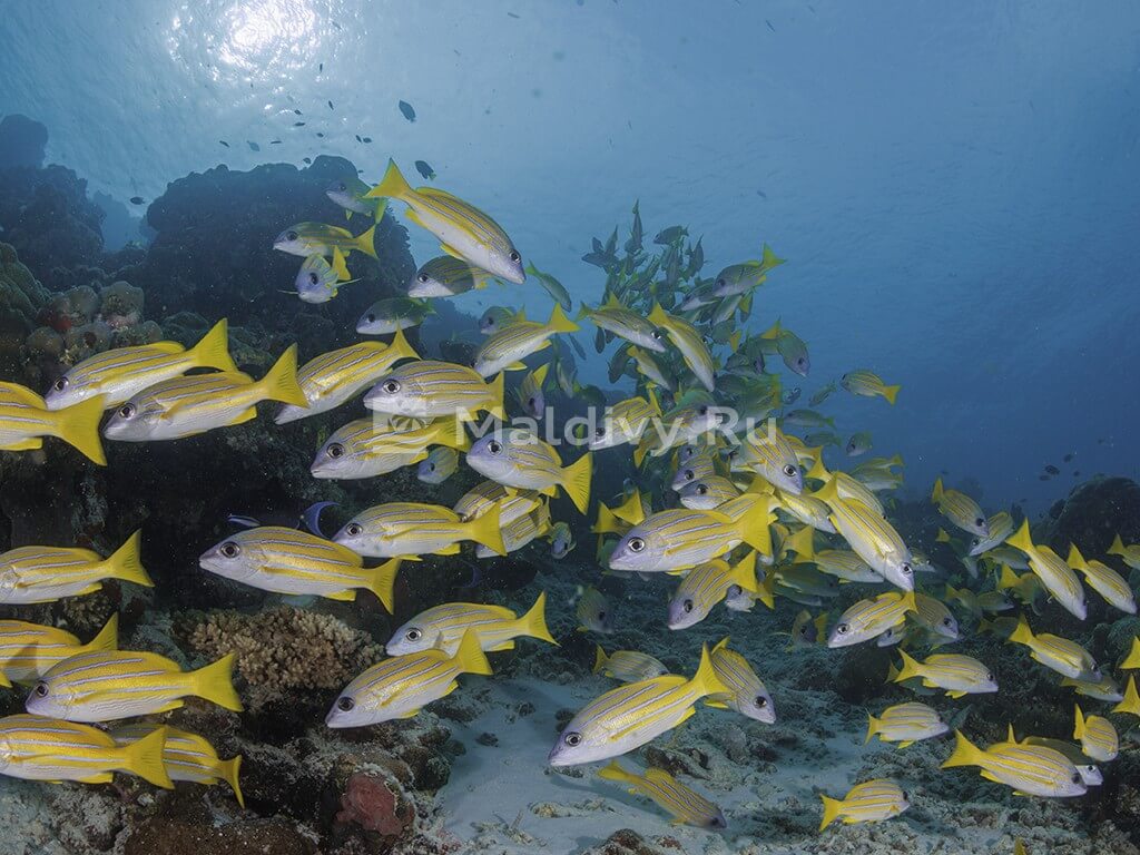 Снорклинг в OBLU NATURE Helengeli by SENTIDO