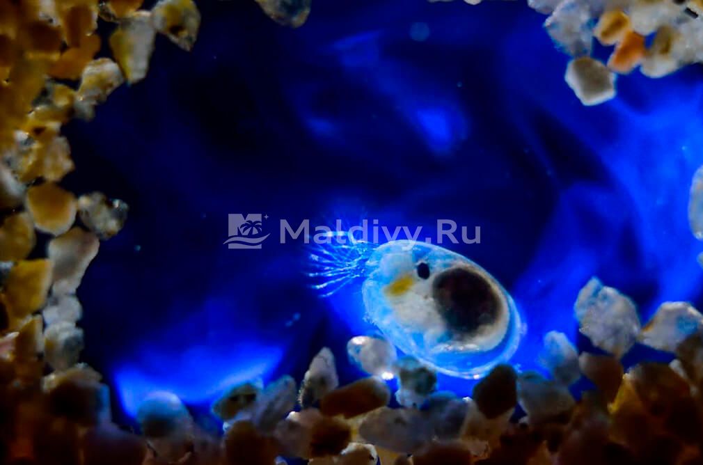 Светящийся океан на Мальдивах: море звезд у ваших ног!